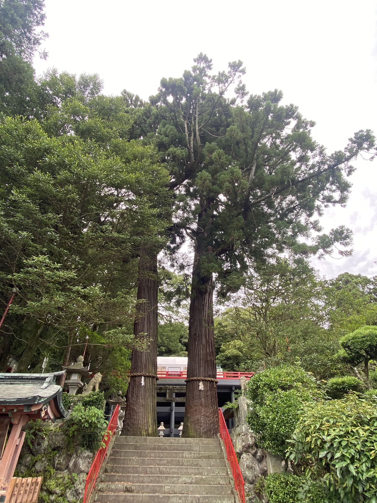 Beppu shrine twin cedar trees cedar pair giant tree stone steps approach wooden fence