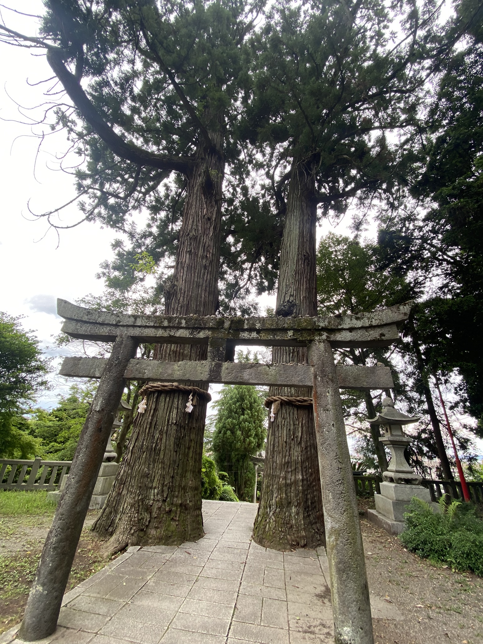 Stone torii gate framed by two massive cedar trees at a shrine in Beppu