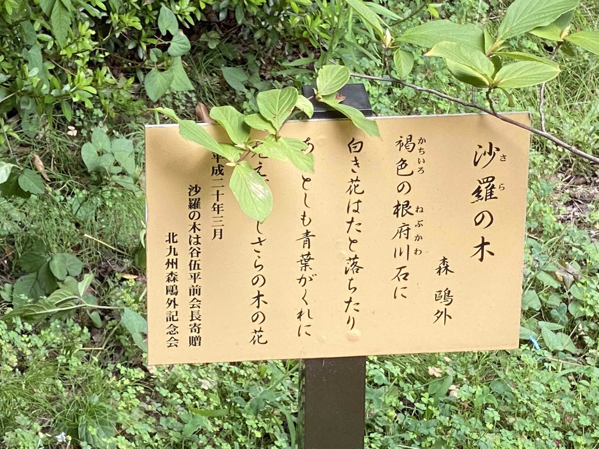 川沿いの公園を散歩