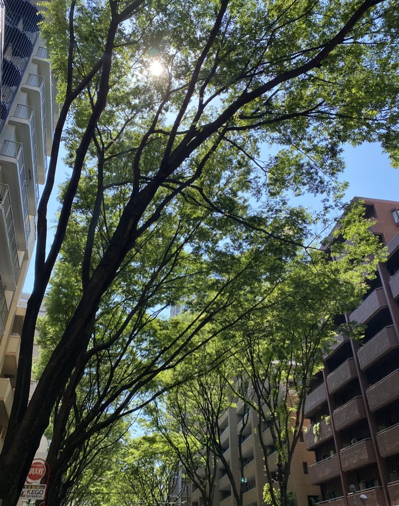 Momochihama seaside park street trees summer blue sky residential area Fukuoka