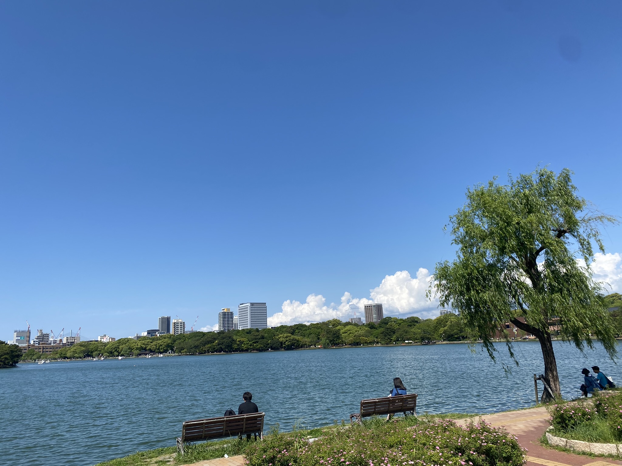 Ohori Park lake willow tree bench people sitting Fukuoka city skyline buildings summer